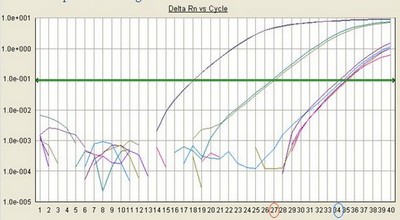 RT pcr picture2